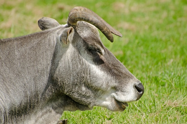 zebu cattle head